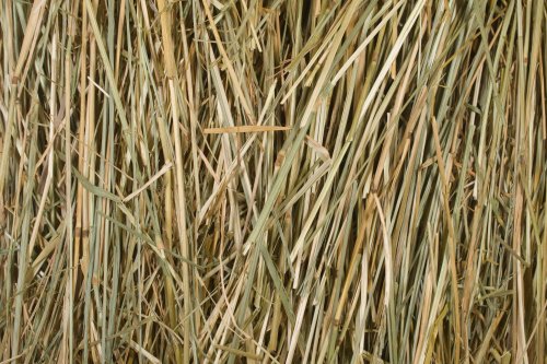 Round Bale of Fescue Hay