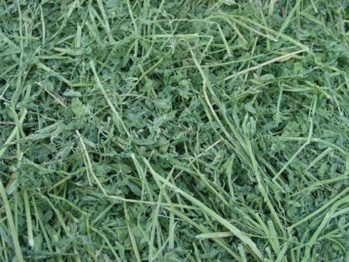 Rectangular Alfalfa Hay Bale