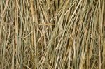 Round Bale of Fescue Hay